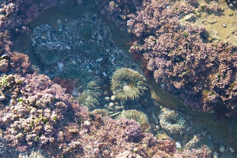 IMG_6813.jpg - Sea anemones in the tide pools.