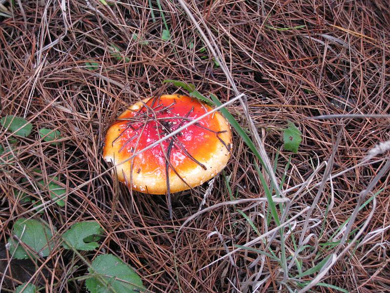 IMG_1897.JPG - Amanita muscaria.  Most specimens do not fade this much around the edge of the cap.  This one has the characteristic white warts on its cap