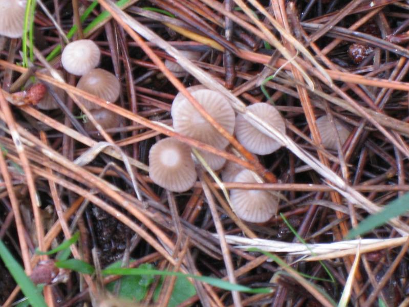 IMG_1925.JPG - These are very common LBMs - Little brown mushrooms - Mycena murina