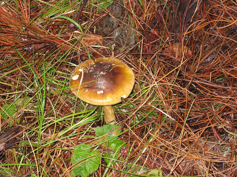 IMG_1945.JPG - Probably Amanita pantherina, Panther Amanita.  It is similar to the Yellow Veiled Amanita, Amanita aspera, but has a white veil and a brownish cap. It can be confused with darker capped varieties of the Yellow Veiled Amanita and the Gemmed Amanita.