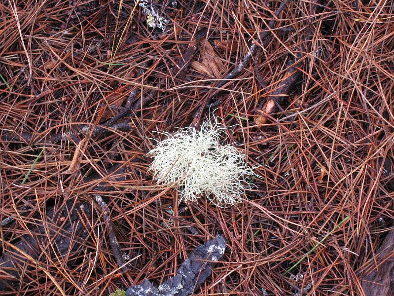 IMG_1953.JPG - Pretty lichen in the pine needles