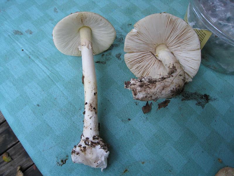 IMG_2049.JPG - Death Cap mushrooms: Amanita phalloides  found in Alan and Barbara's San Rafael yard