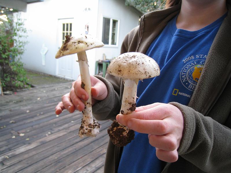 IMG_2053.JPG - Aaron holds up the two Death Cap mushrooms.   The left (longer stalk) is Amanita phallaides, known as the Death Cap.  To the right is Amanita ocreata , known as the Destroying or Death Angel.  The main difference is that the Death Cap is slimmer with a greenish-yellowish cap and the Destroying Angel is heftier with a pure white cap.