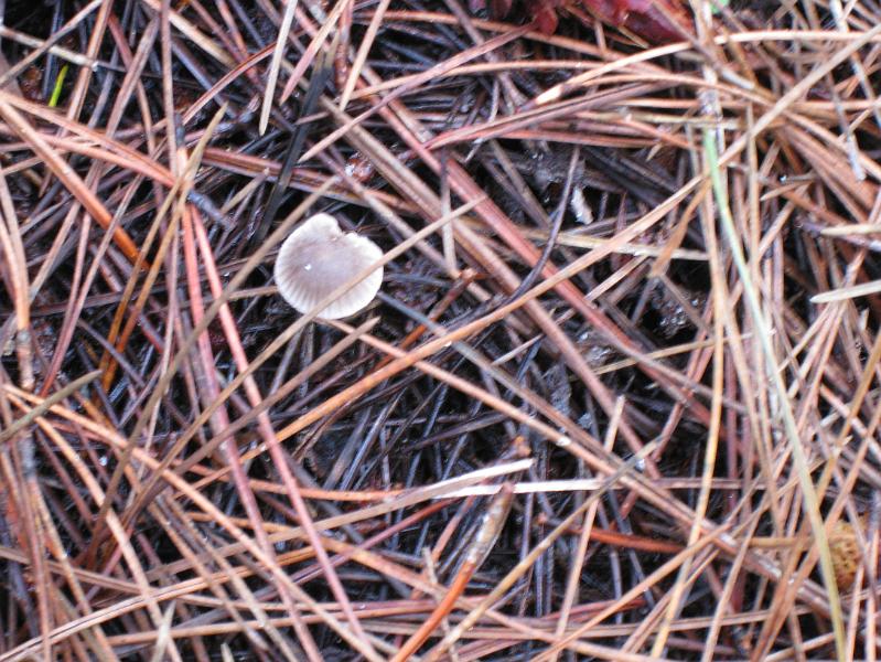 STA_1914.JPG - LBM -(Little brown mushroom) This is a  very common LBM -  Mycena murina
