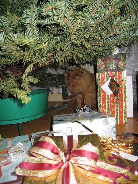 IMG_1997.JPG - Bill the cat admires Christmas presents