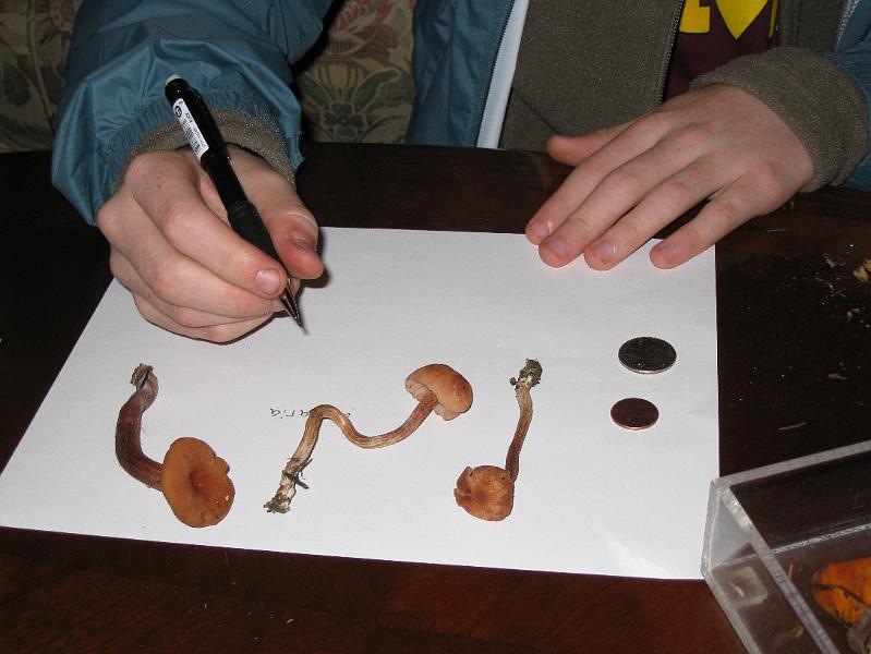 IMG_2002.JPG - Aaron identifying mushrooms