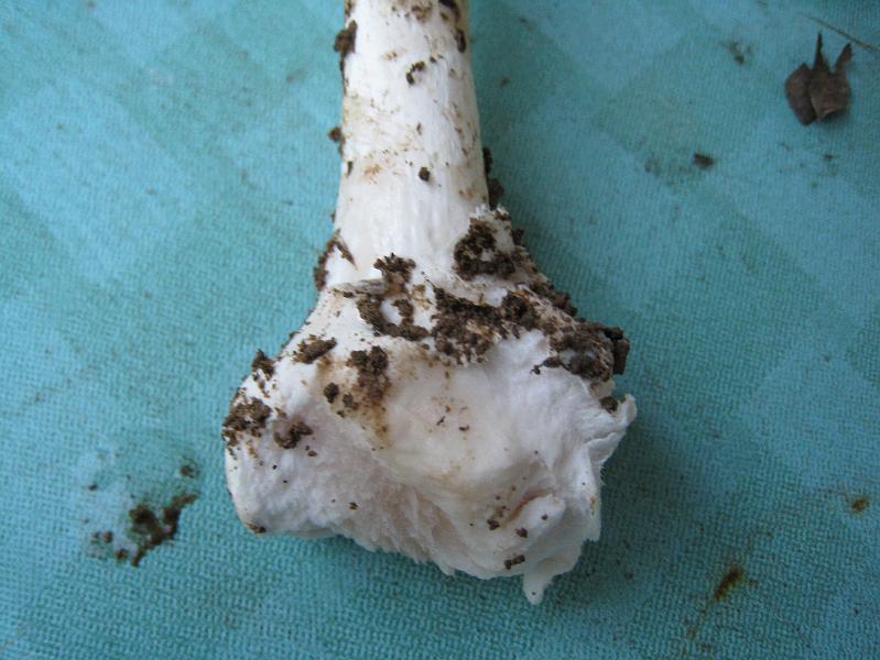 IMG_2050.JPG - tell tale bulb of Amanita Phalloides  - a poisonous mushroom