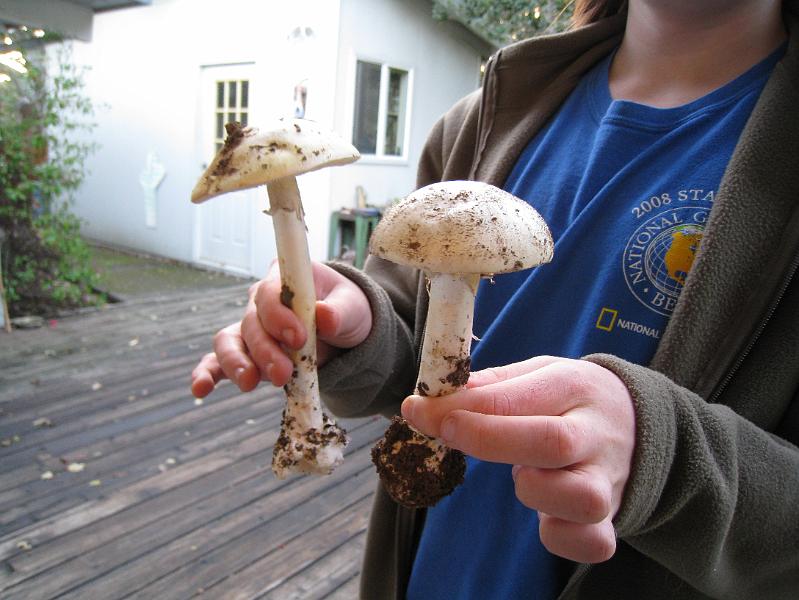IMG_2053.JPG - Aaron is hilding up the 2 Amanita Phalloides - aka Death Cap mushrooms