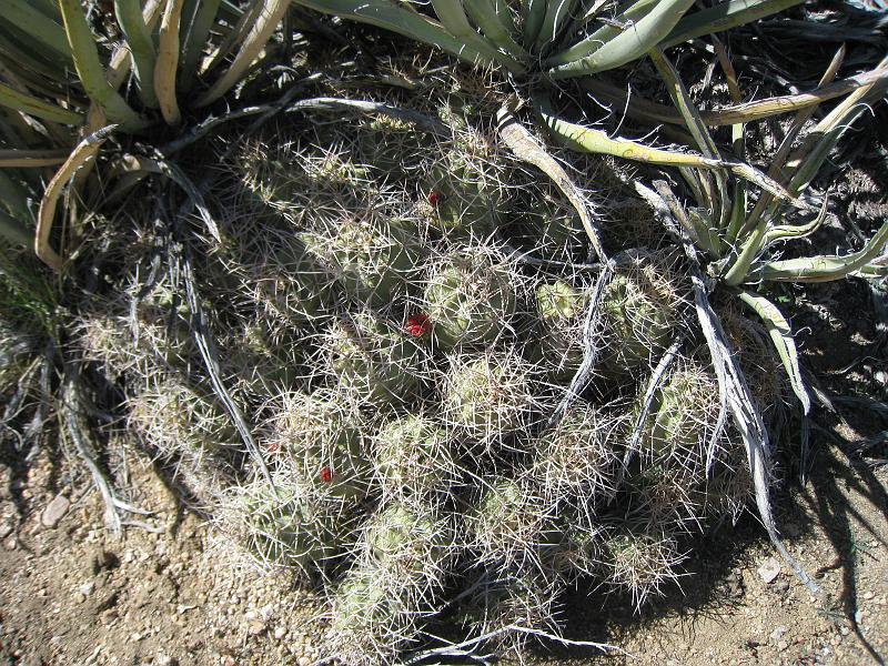 IMG_6240.JPG - First red blooms on Mojave Mound cactus, not Hedgehog cactus as I first ID'd)