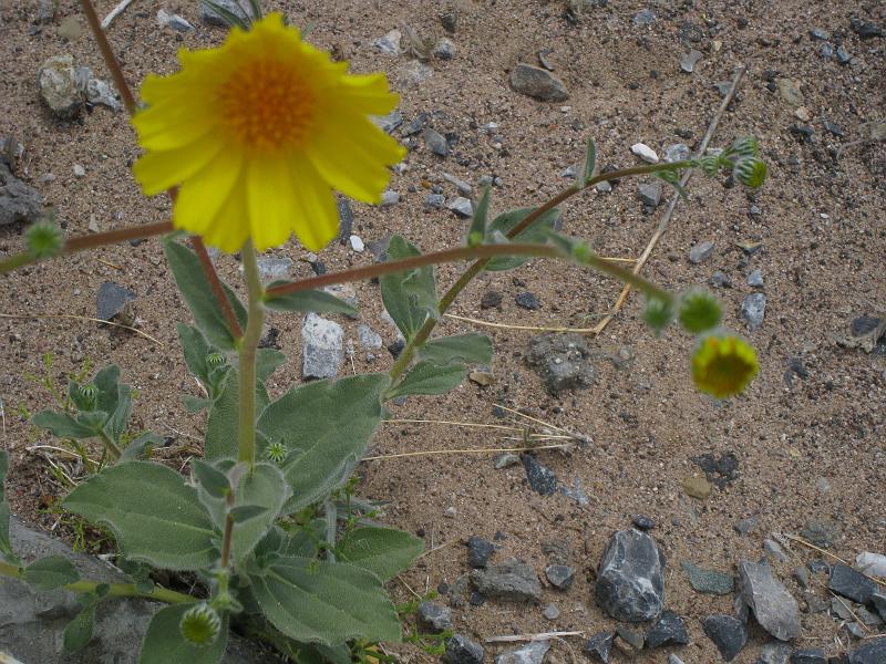 IMG_6259.JPG - Desert Sunflower