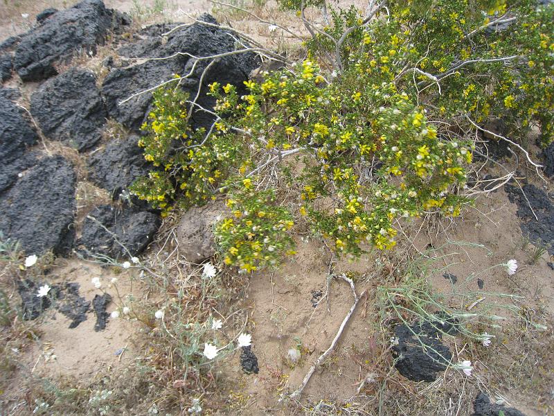 IMG_6264.JPG - Creosote and Desert Chickory