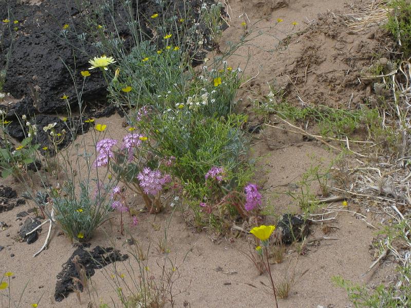 IMG_6267.JPG - Mojave Poppy (or Desert Gold Poppy?), Desert Sand Verbena