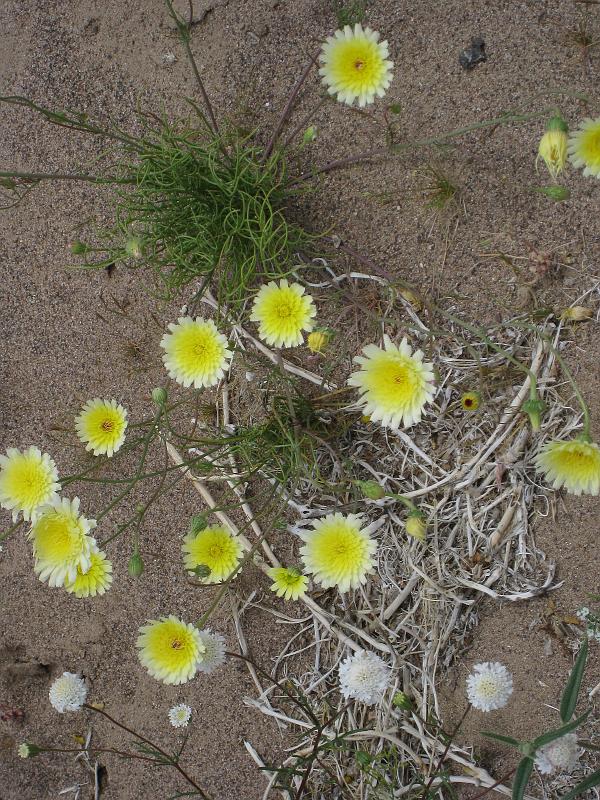 IMG_6268.JPG - Desert Dandelions and  Desert Pincushion