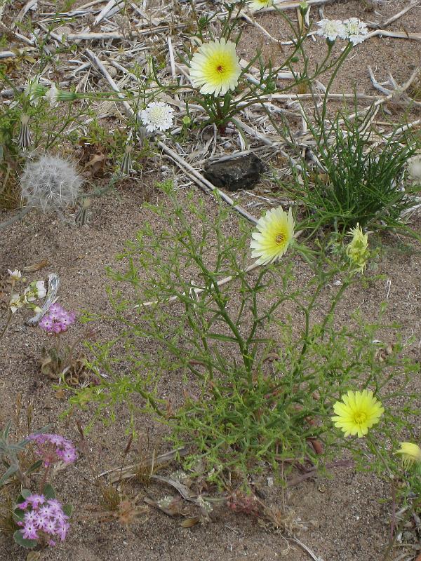 IMG_6269.JPG - Desert Dandelion and Desert Sand Verbena