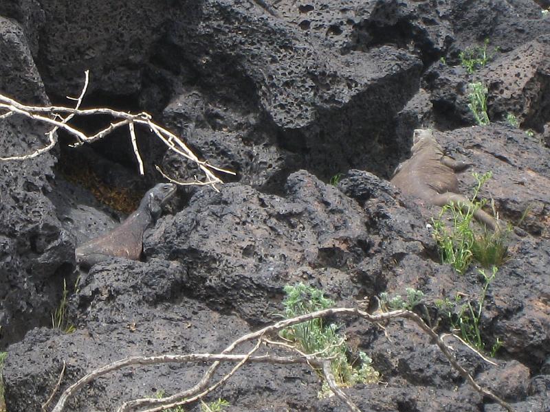 IMG_6292.JPG - Notice second chuckwalla emerging at left. This one is a male.  Chuckwallas adapt to their environment.  These in the Amboy Crater area take on the darker color of the black and oxidized reddish color basalt