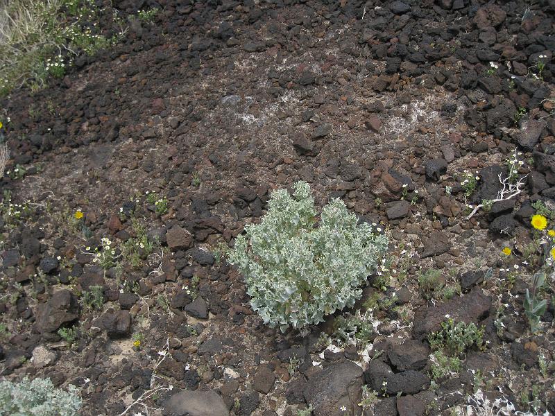 IMG_6308.JPG - Desert Holly in caldera of Amboy Crater