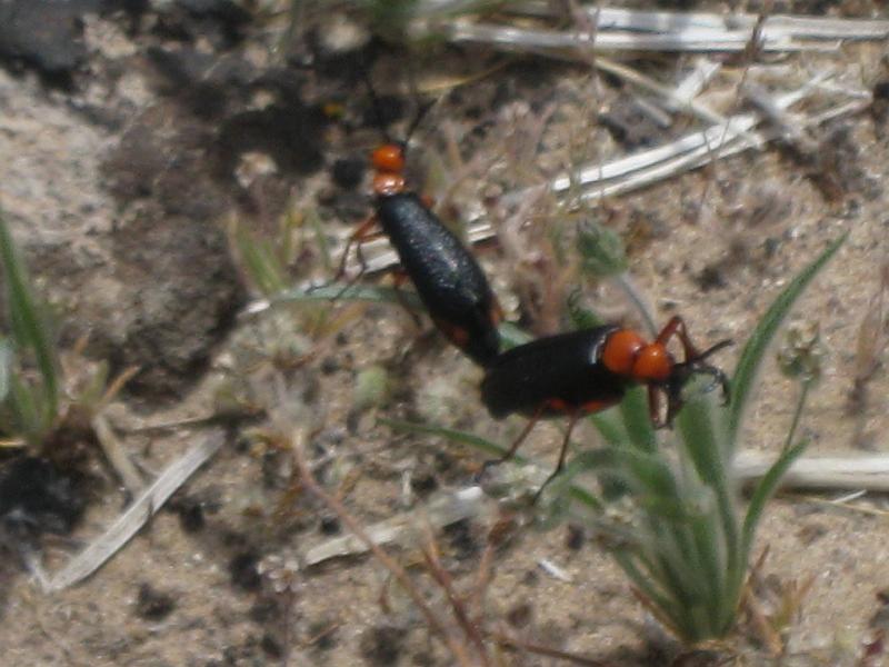 IMG_6312.JPG - Get a room,you two red-eared blister beetles!