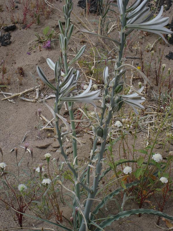 IMG_6323.JPG - Desert Lily