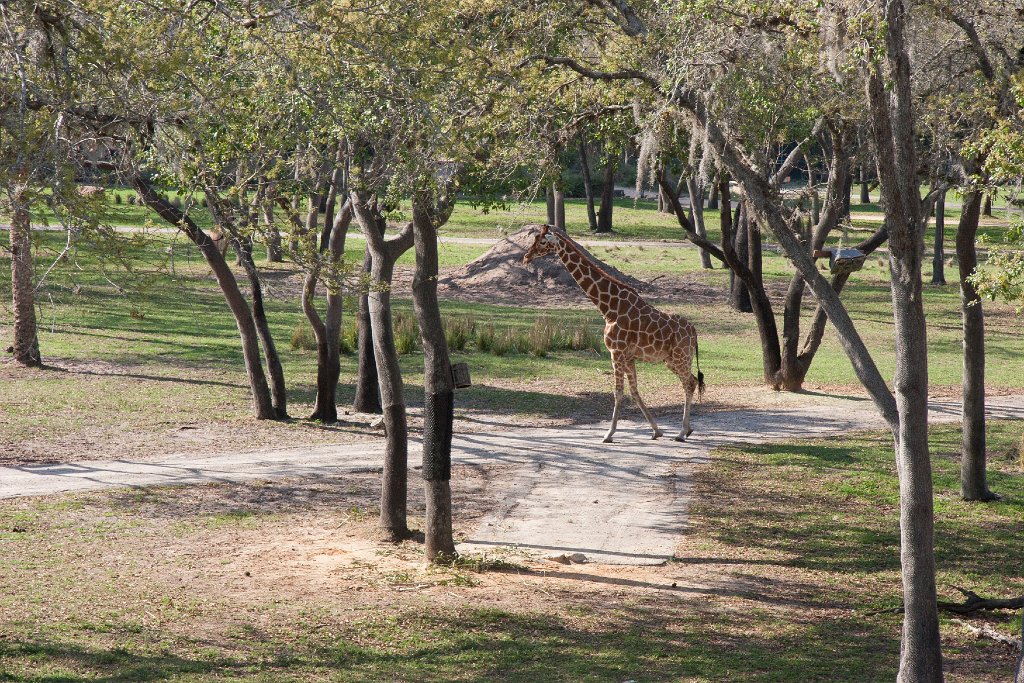 IMG_7030.jpg - Giraffe looks for a snack.