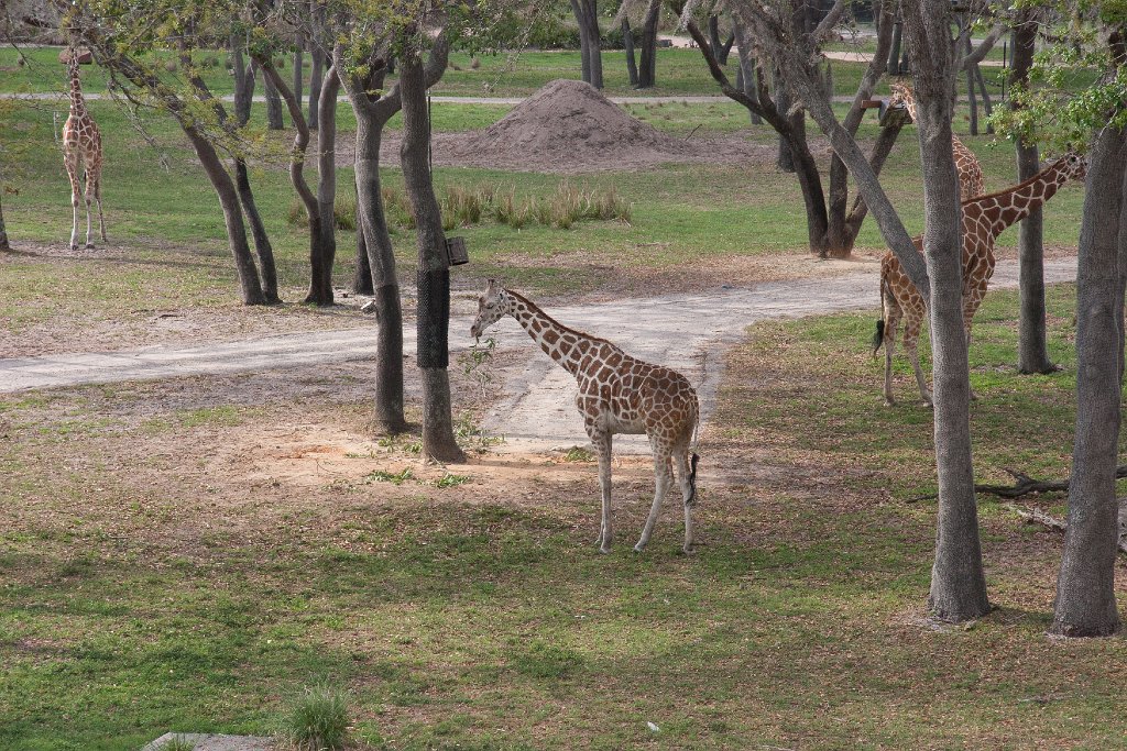 IMG_7144.jpg - Giraffe gathering on the savanna.