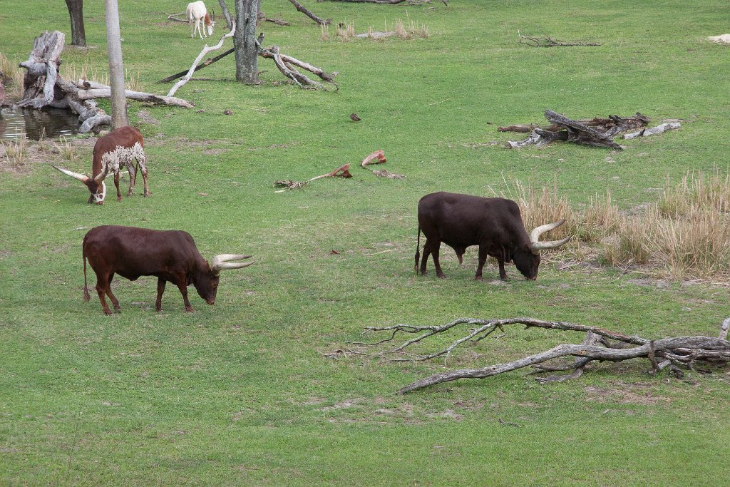 IMG_7145.jpg - Ankole cattle grazing on one of the back savannas.
