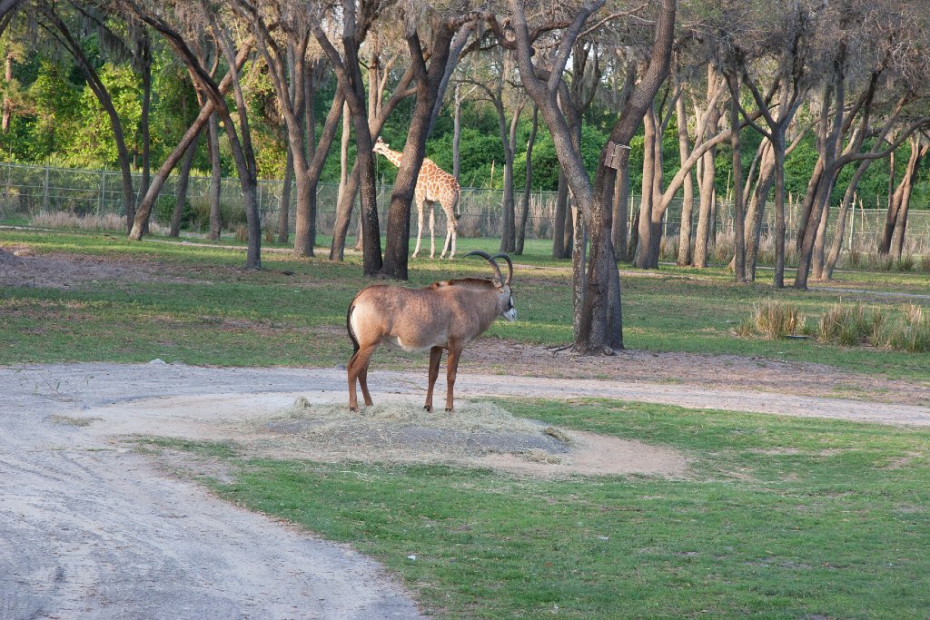 IMG_7166.jpg - Antelope and giraffe.