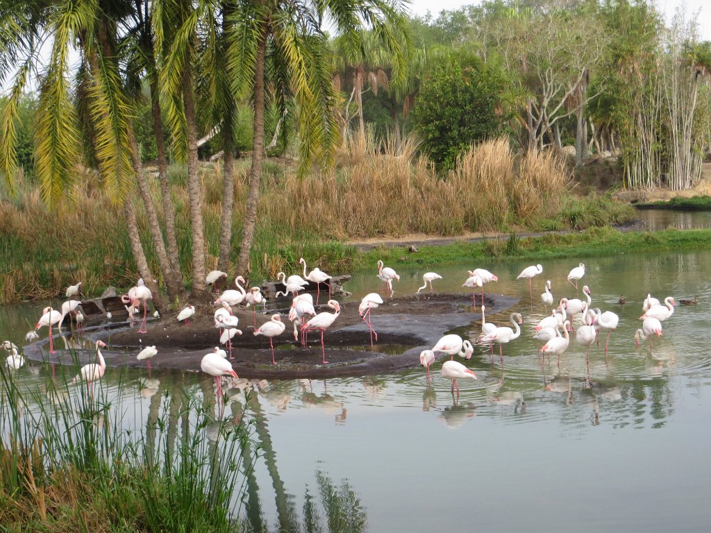 IMG_0023.jpg - Flamingos on the hidden Mickey island, Kilimanjaro Safari.