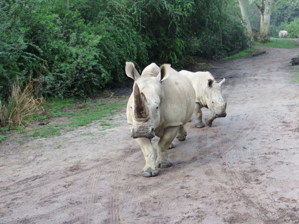 IMG_0026.jpg - Big white rhinos near the safari truck.