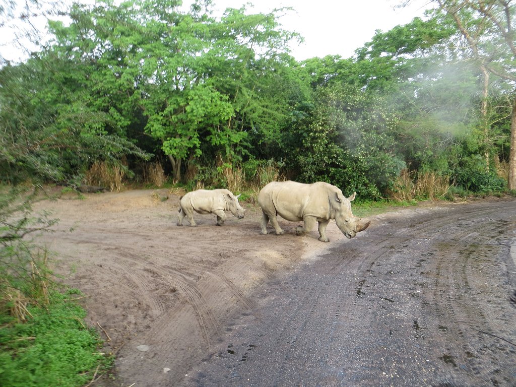 IMG_0027.jpg - White rhinos crossing the safari road.