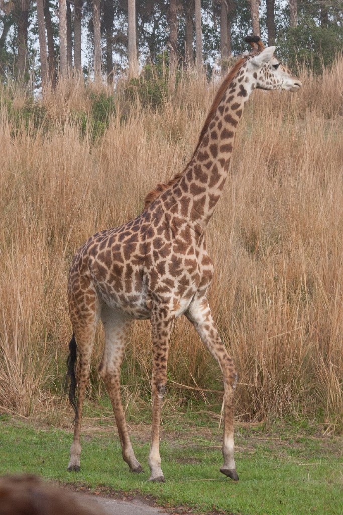 IMG_7239.jpg - Masai giraffe hanging out near the trail.