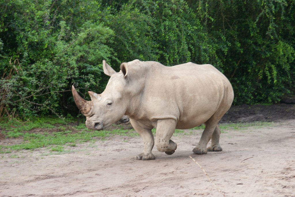 IMG_7243.jpg - There's that white rhino, heading down the road a bit.