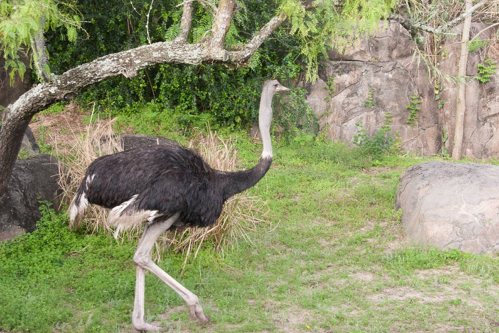 IMG_7254.jpg - Ostrich
