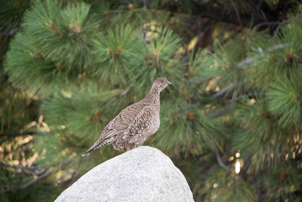 IMG_2847.jpg - A friendly grouse hung around looking for handouts.