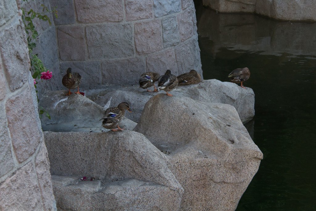 IMG_3607.jpg - Ducks enjoy the castle moat.