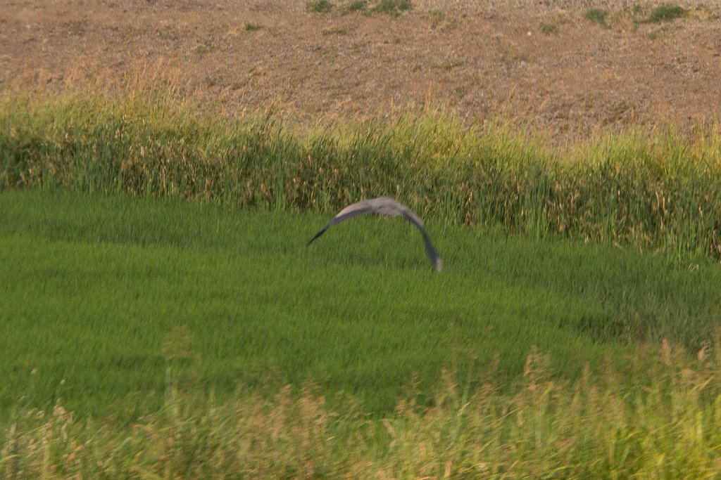 IMG_3190.jpg - Just caught this Blue Heron taking off across a rice field. The rice fields were full of herons and egrets.