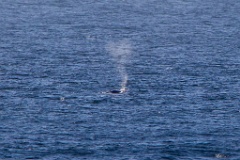 Nice to do a little whale watching from our deck.