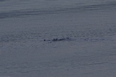 We saw these otters playing outside our balcony.