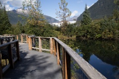 Trails built for bear watching along Steep Creek, downstream from Mendenhall Lake and glacier.