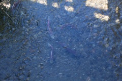 We watched four Sockeye salmon having some drama in Steep Creek. One female trying to nest some eggs, and three males competing to fertilize them.