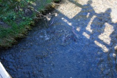 Our shadows as we watched four Sockeye salmon in Steep Creek.