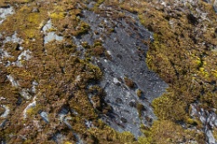 Lichen covered granite.
