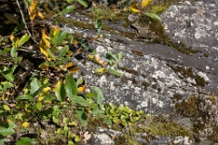 Plants and lichen thriving on glacier-scarred granite.