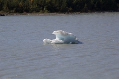 Shapely iceberg floating in the lake.