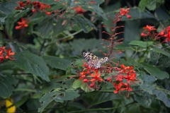Inside the Butterfly Gardens.