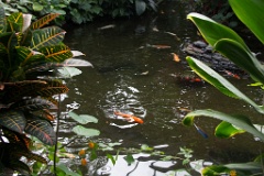 Pond with turtles and butterflies in the Butterfly Garden.