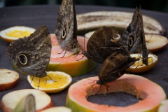 Butterflies enjoying a fruit salad.