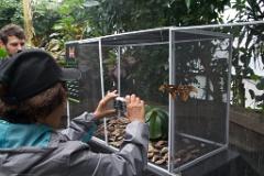 At Atlas Moth, the largest known butterfly species, bred at the Butterfly Gardens.