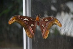 The Atlas Moth close up. This is a living moth!