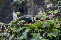 An iguana at the Butterfly Gardens.