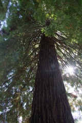 One of two sequoias in Butchart Gardens.